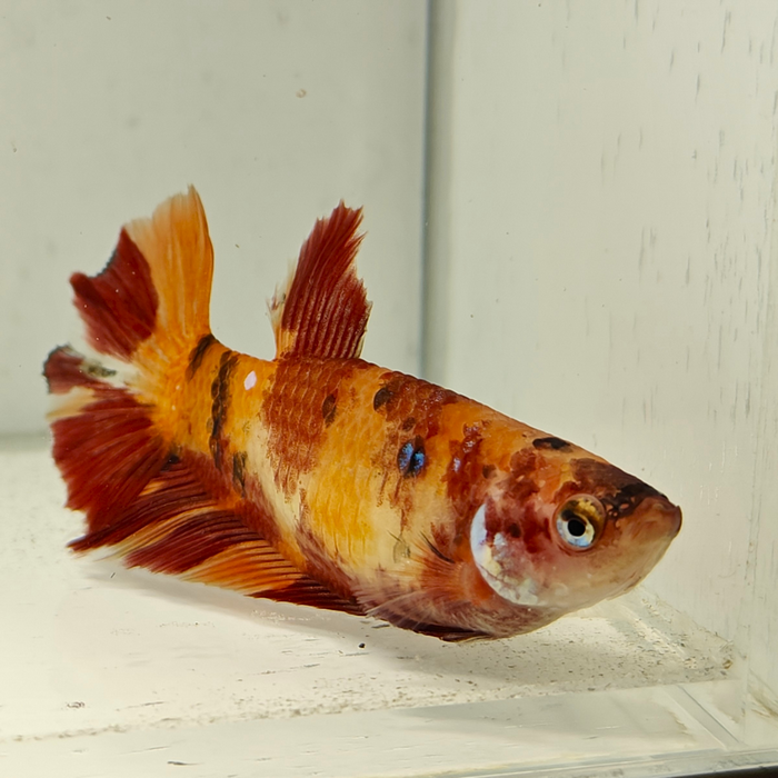 betta splendens (vrouw) giant