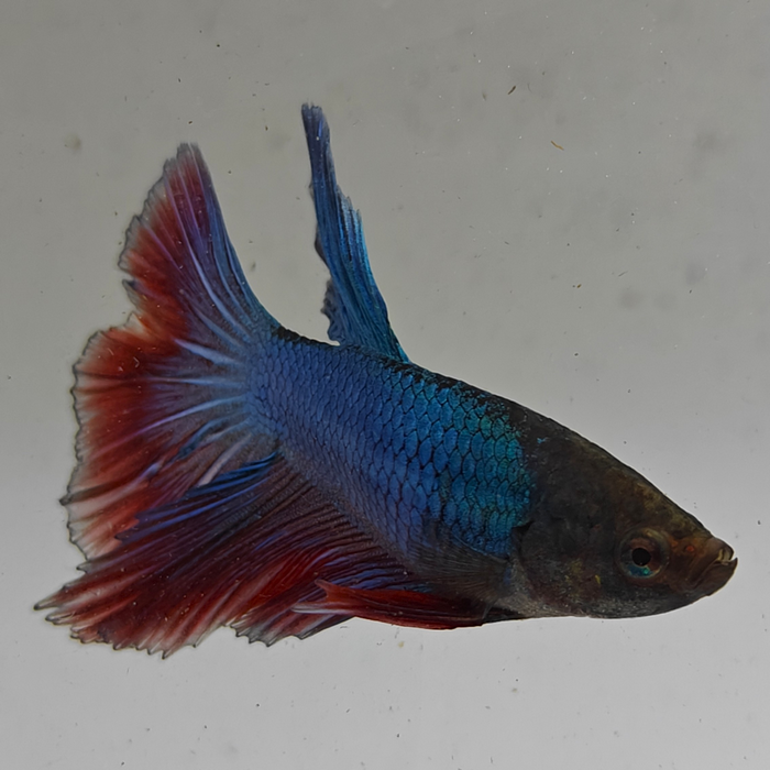 betta splendens man
