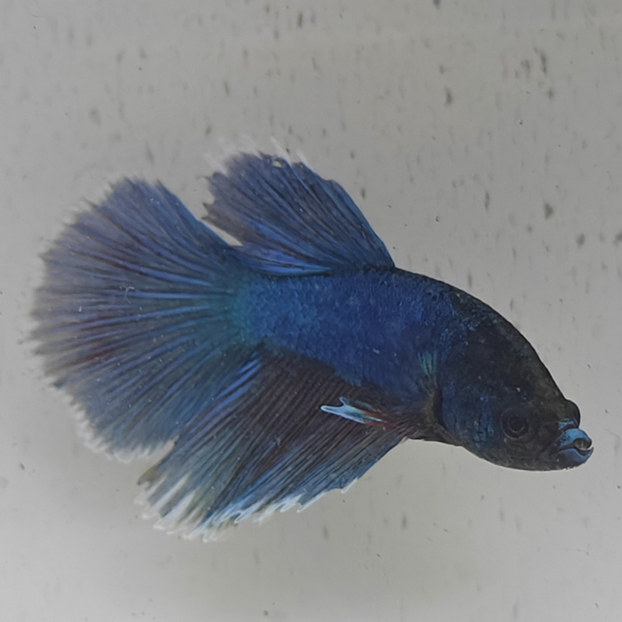 betta splendens man