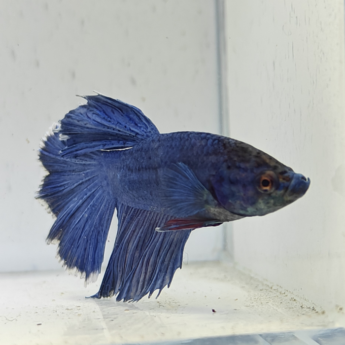 betta splendens man