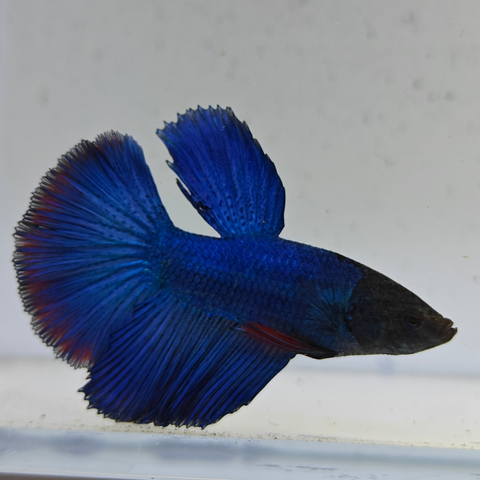 betta splendens man
