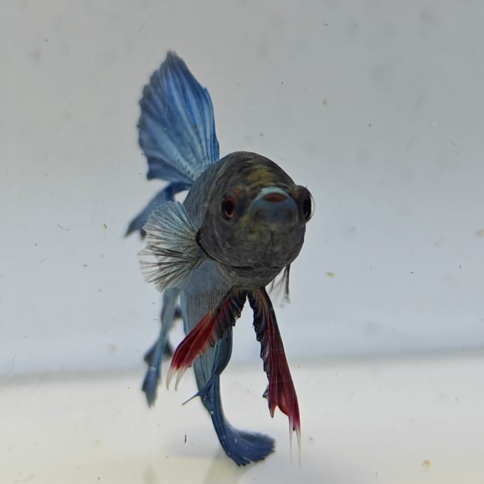 betta splendens man