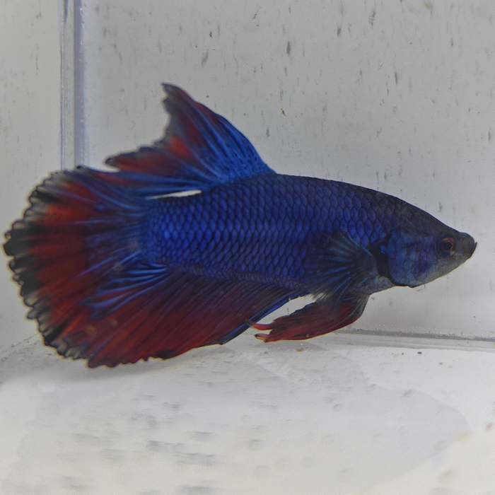 betta splendens man
