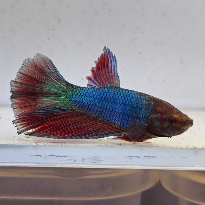 betta splendens man