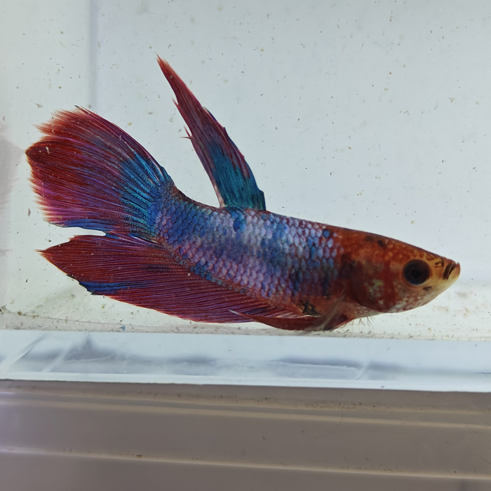betta splendens man