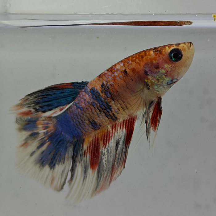 betta splendens man