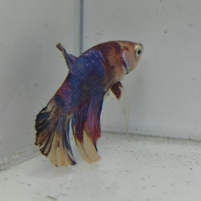 betta splendens man