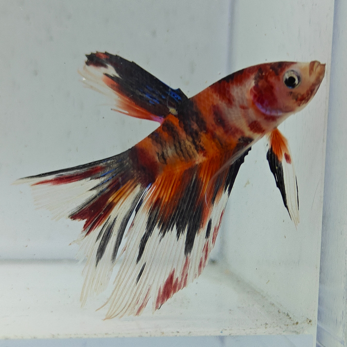betta splendens man