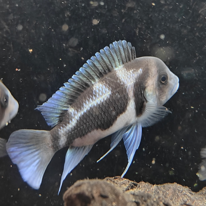 cyphotilapia frontosa (black widow)