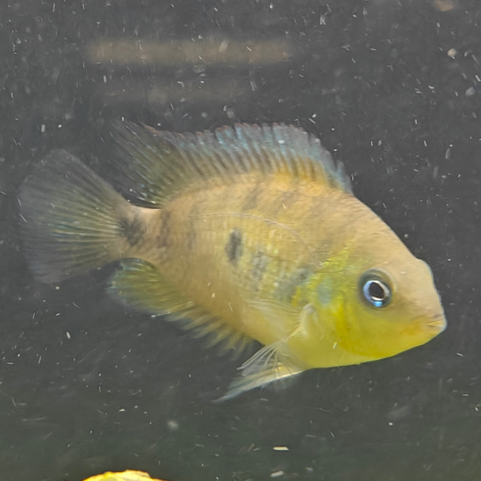 Amatitlania altoflava