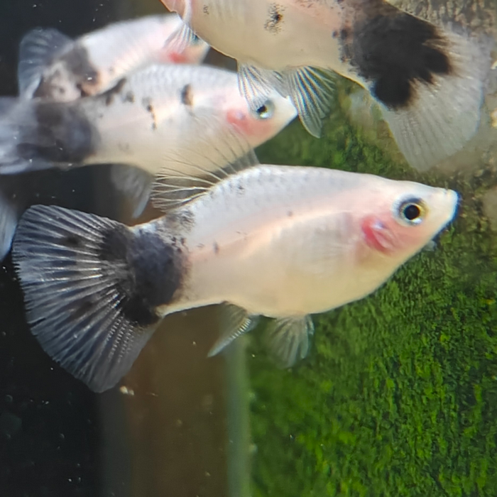 Xiphophorus maculata (Panda)