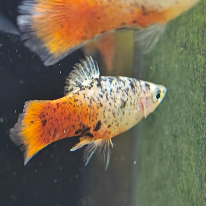 Xiphophorus variatus (blauw calico roodstaart )