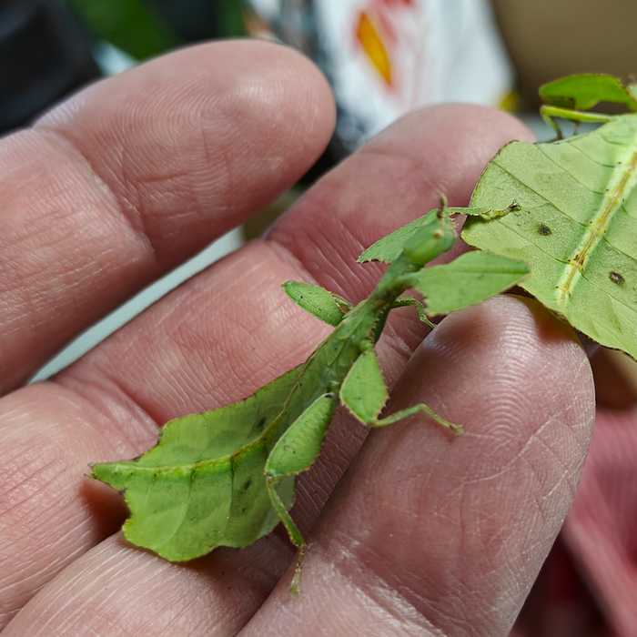 Cryptophyllium yunnanense