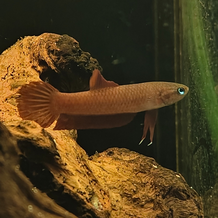 betta rutilans