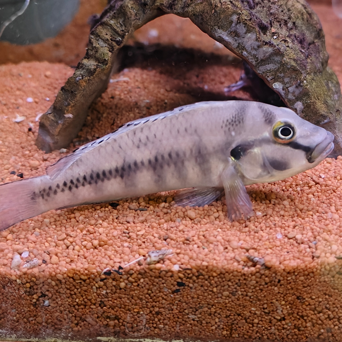 Orthochromis stormsi