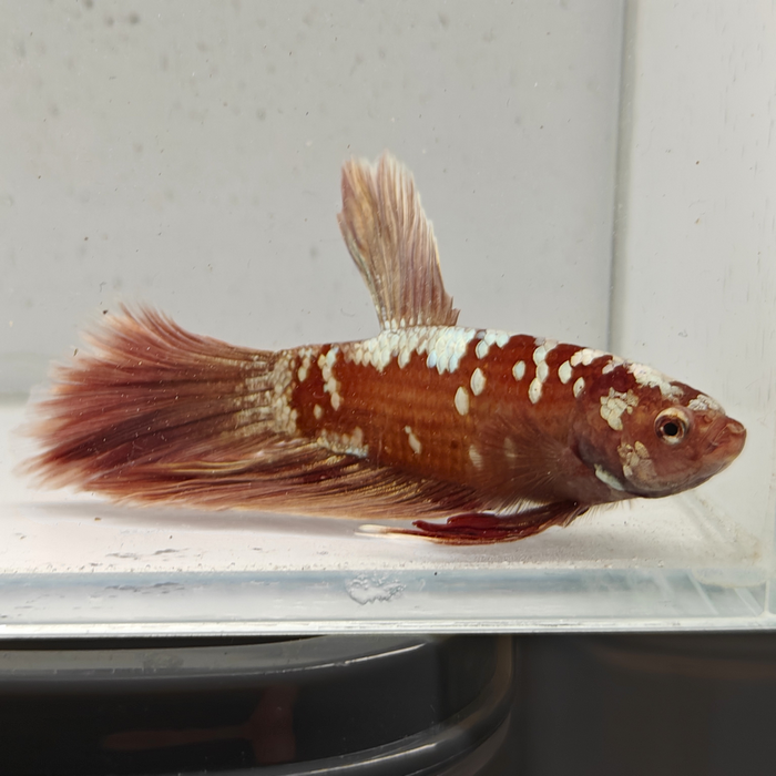 betta splendens man