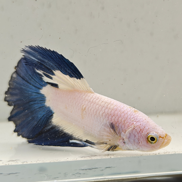 betta splendens man