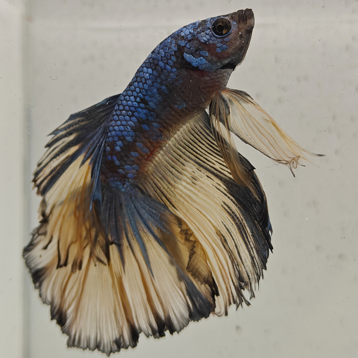 betta splendens man