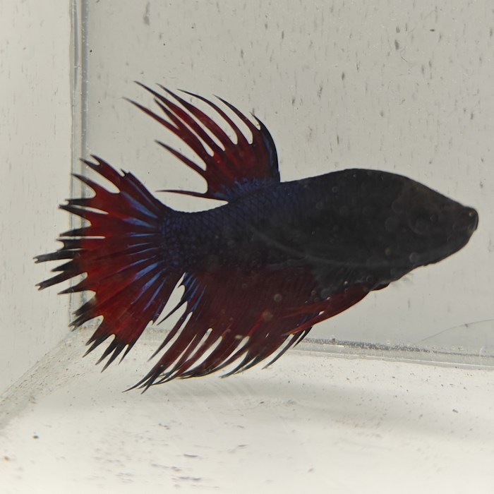 betta splendens man