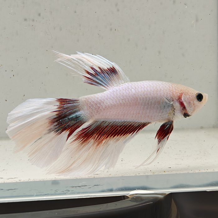 betta splendens man
