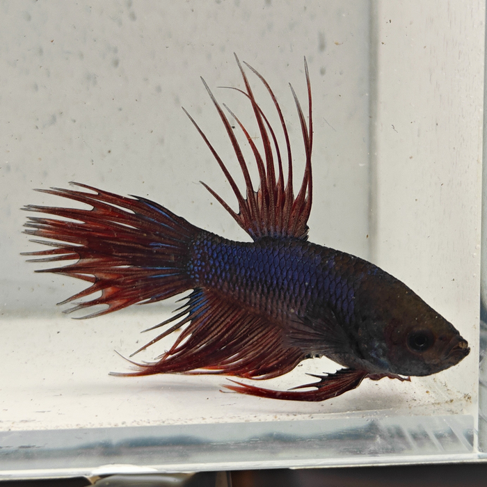 betta splendens man