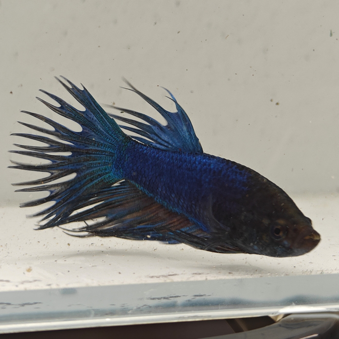 betta splendens man
