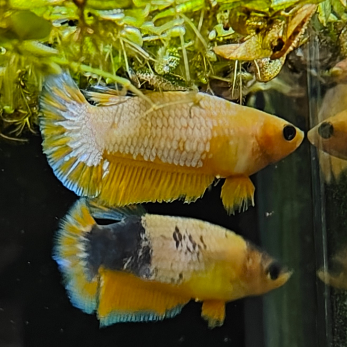 betta splendens (vrouw) yellow fancy