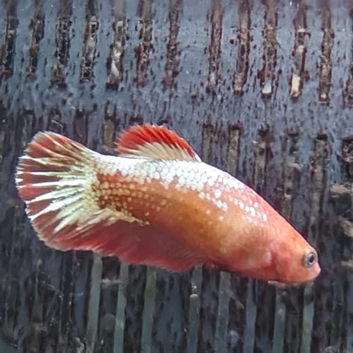 betta splendens (vrouw) Red cap fancy copper