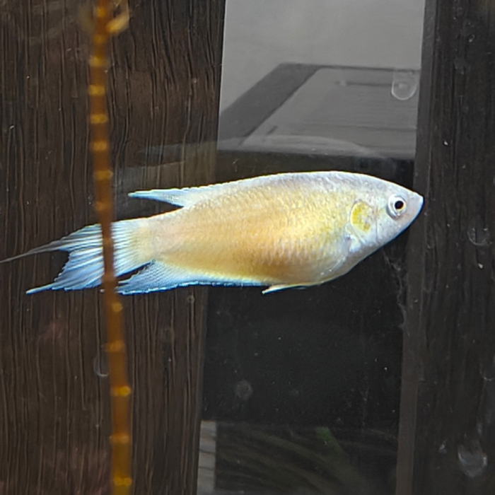 Macropodus opercularis