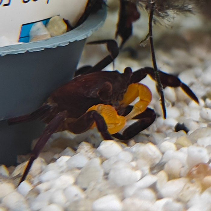 Lepidothelphusa species