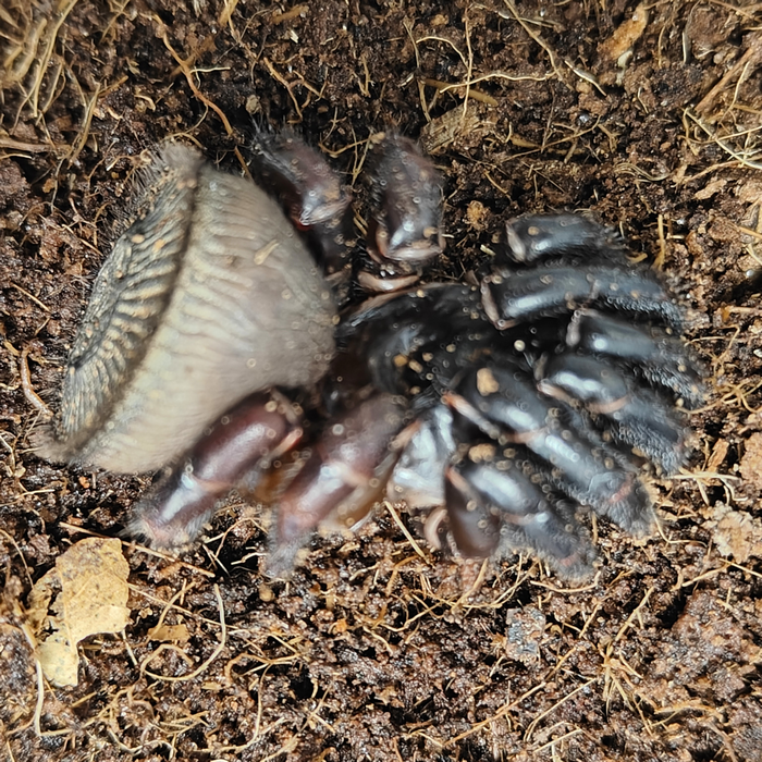 Cyclocosmia ricketti