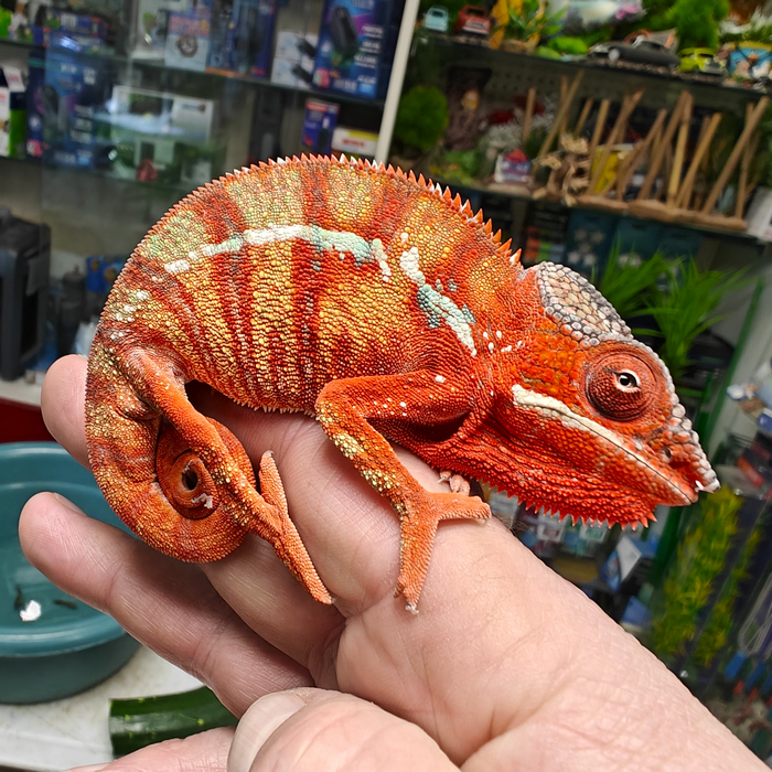 Furcifer Pardalis (Amilobe red) man