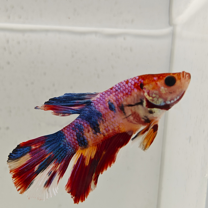 betta splendens man