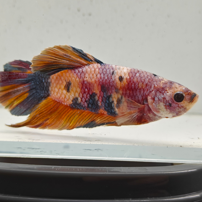betta splendens man