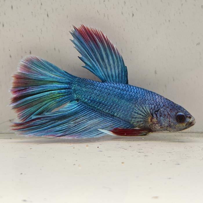 betta splendens man