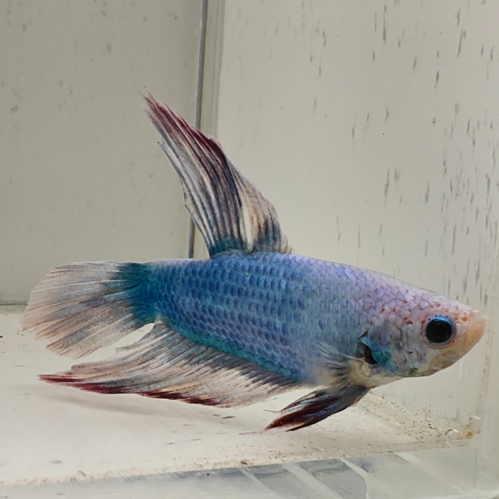 betta splendens man