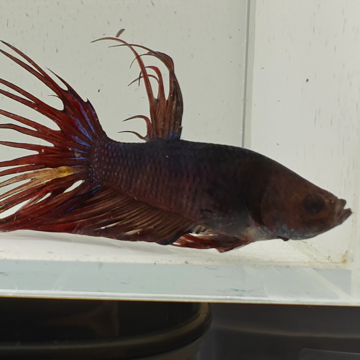 betta splendens man