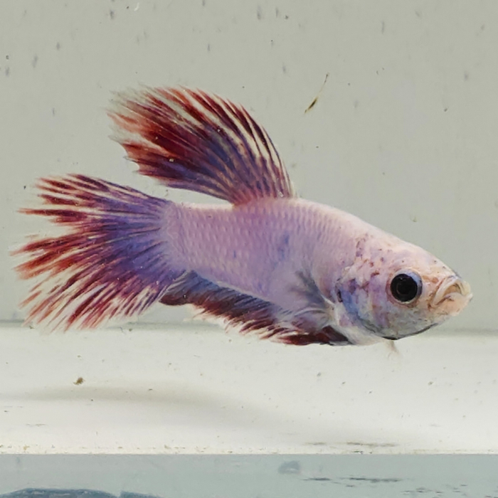 betta splendens man