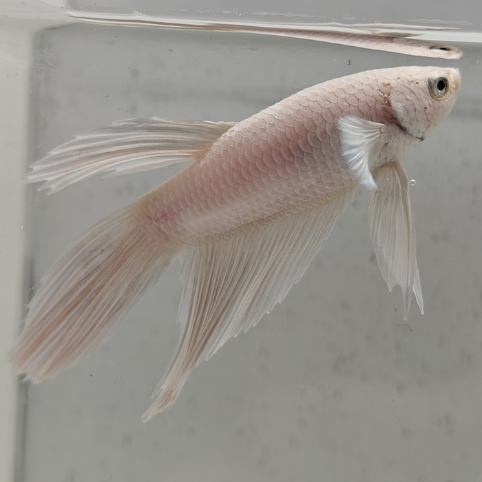 betta splendens man
