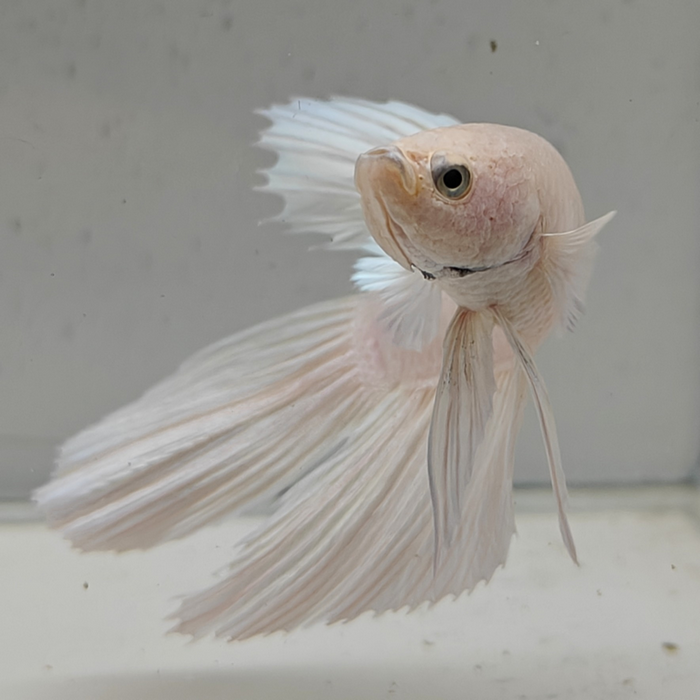 betta splendens man