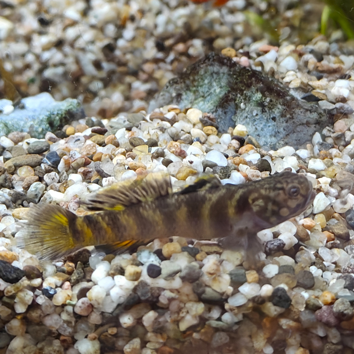 Mugilogobius flavomaculatus