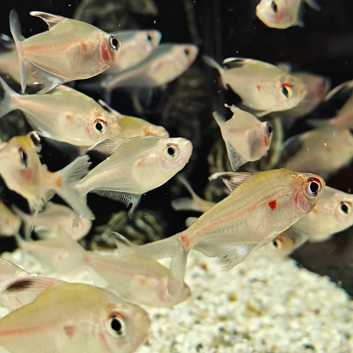 Hyphessobrycon rubrostigma