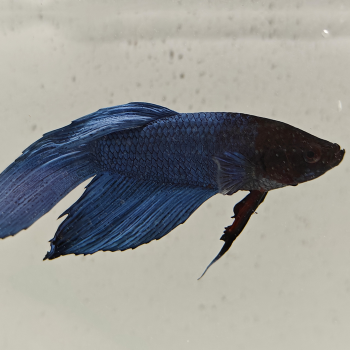 betta splendens man