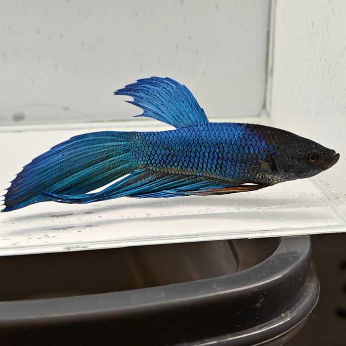 betta splendens man