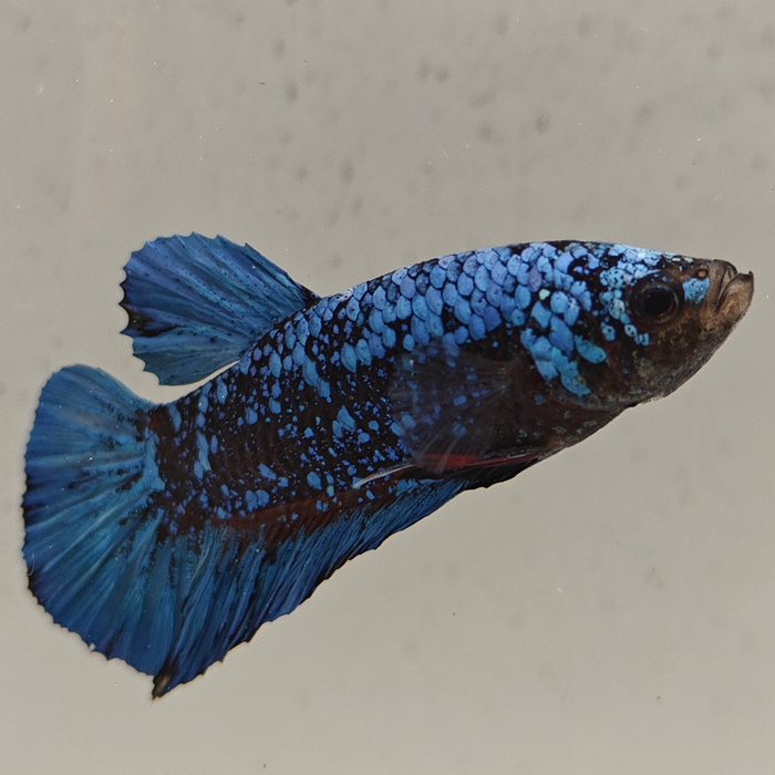 betta splendens man
