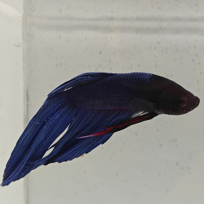 betta splendens man