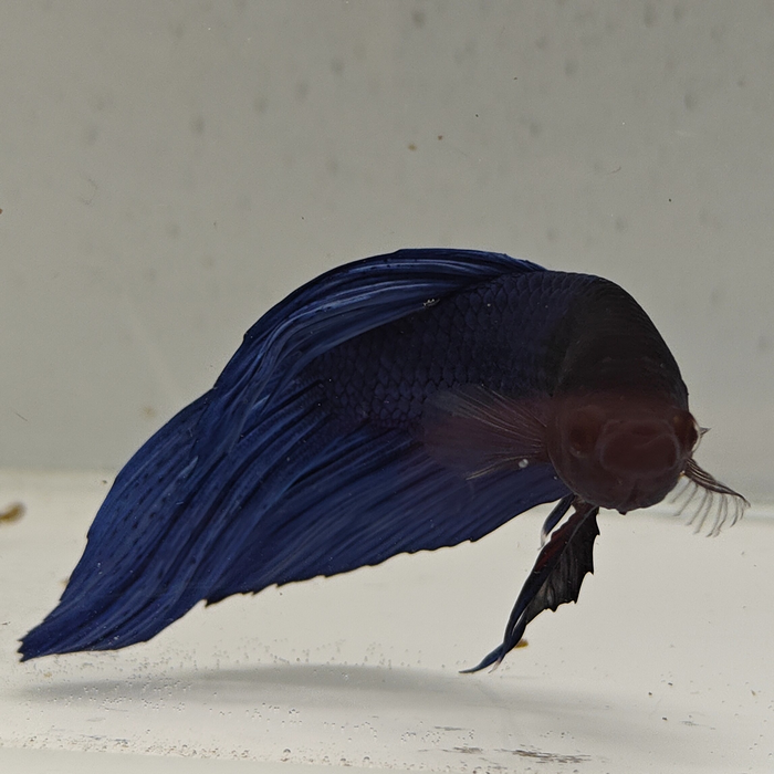 betta splendens man