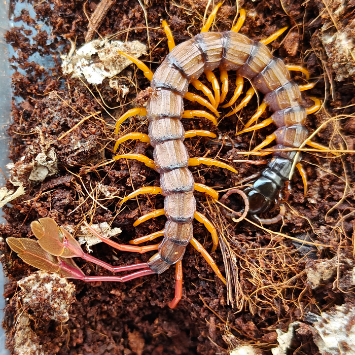Scolopendra alipes
