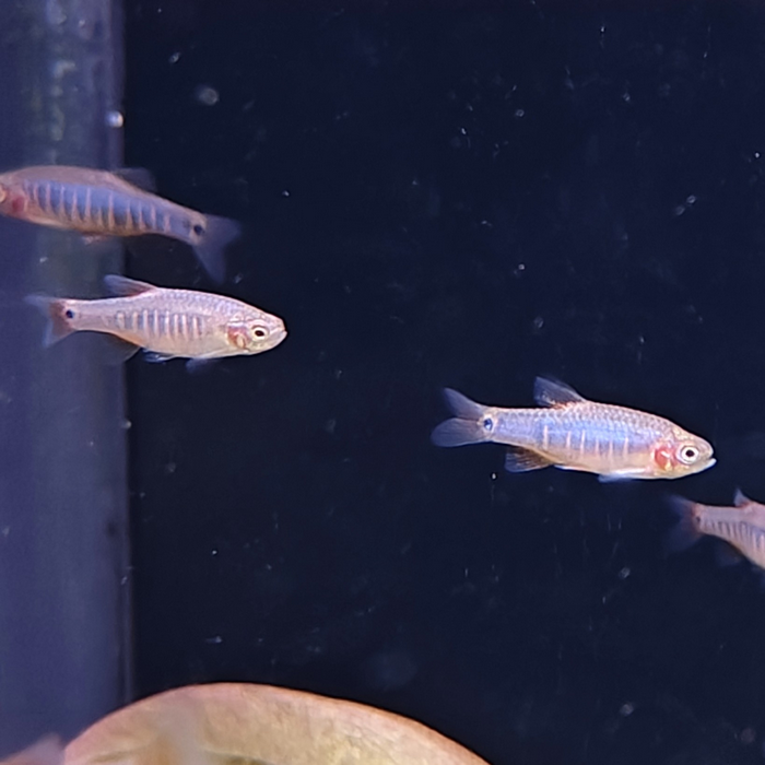 Microrasbora erythromicron