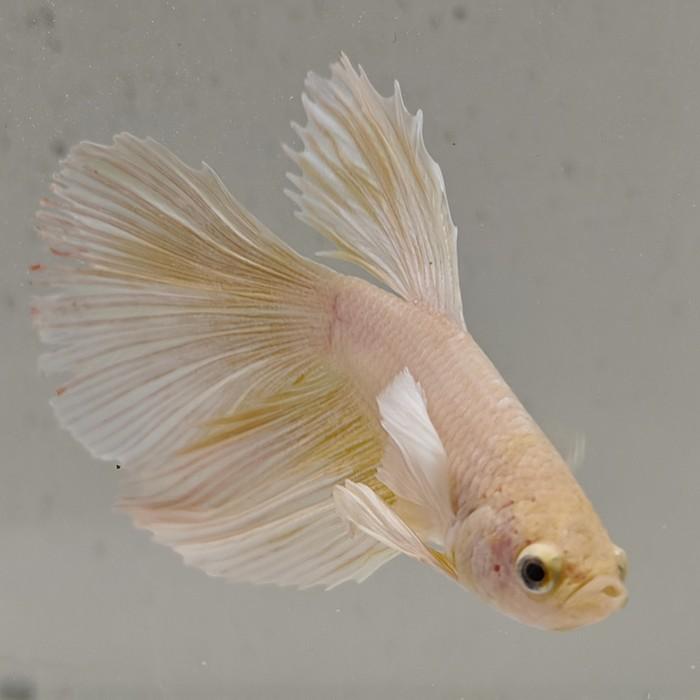 betta splendens man
